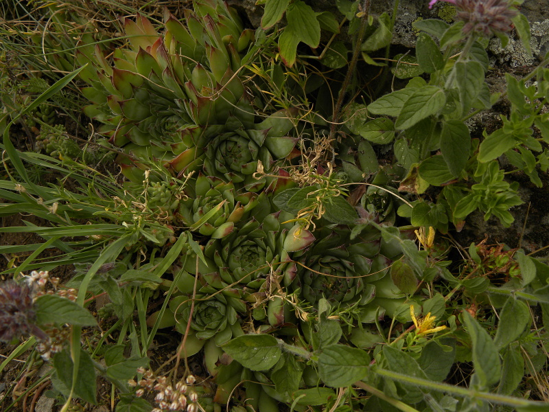 tectorum var. tectorum from Sant Maurici, unter dem See S. M.