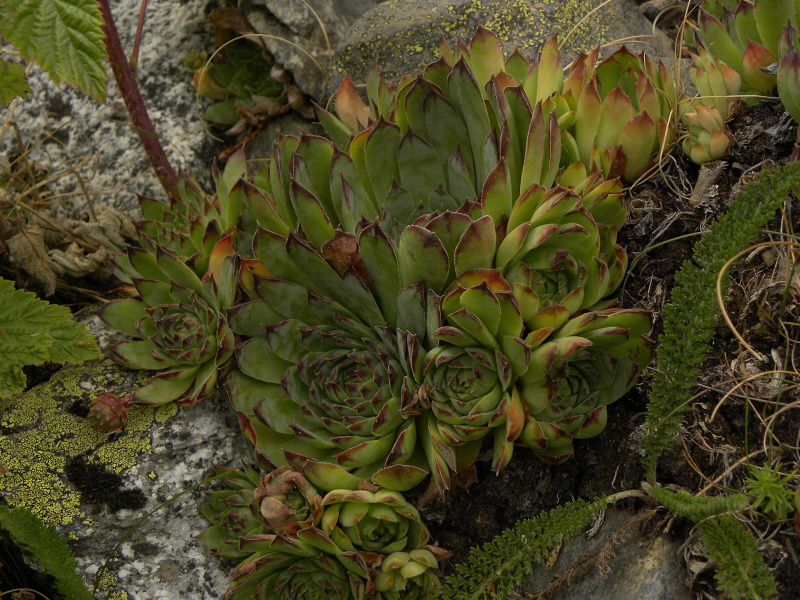 tectorum var. tectorum from Sant Maurici, unter dem See S. M.