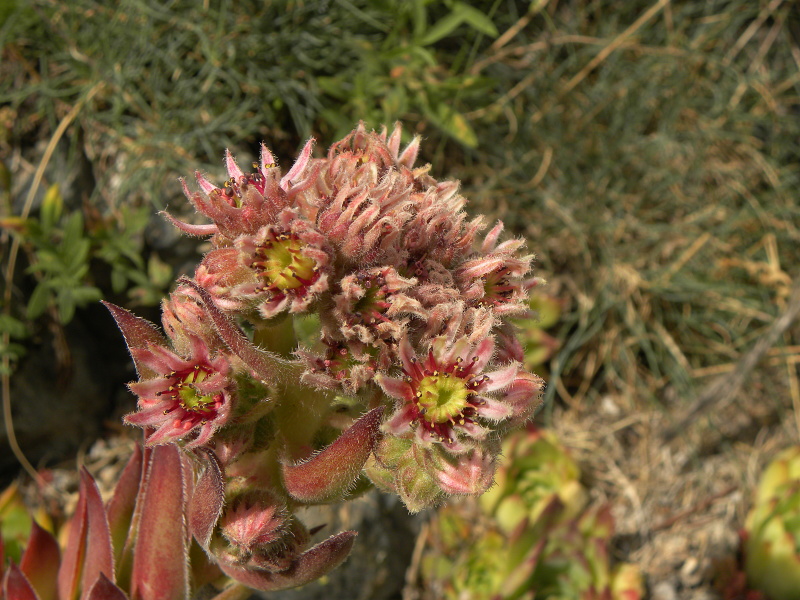 tectorum var. tectorum from Sant Maurici, unter dem See S. M.