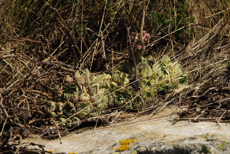 marmoreum ssp. erythraeum from Dalgia Rid, oben