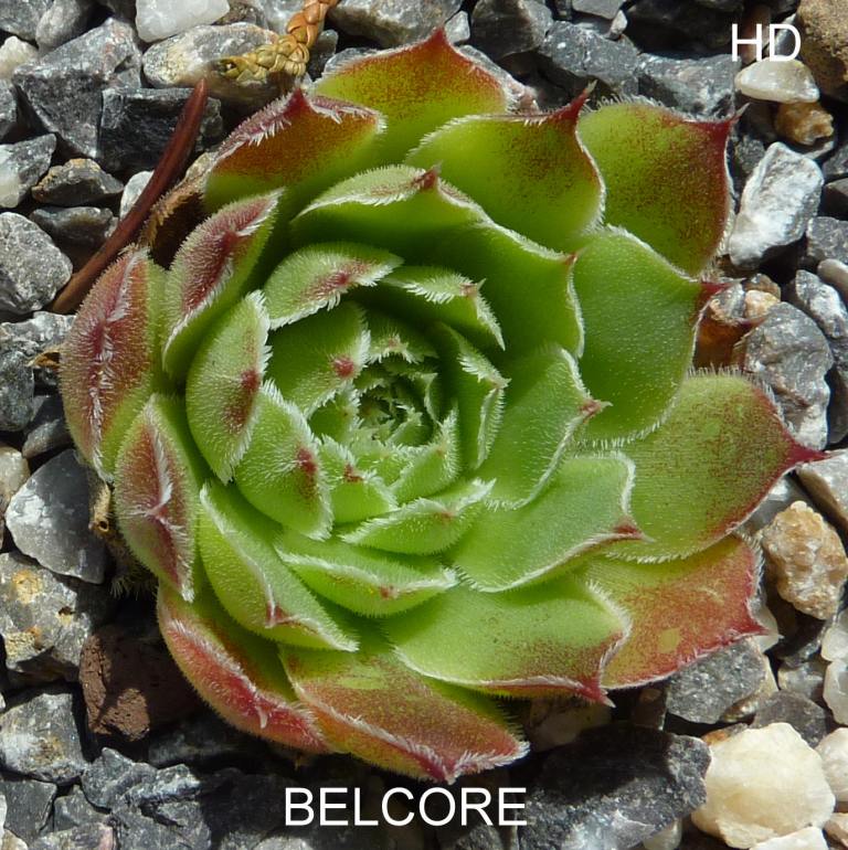 Belcore / Jovi