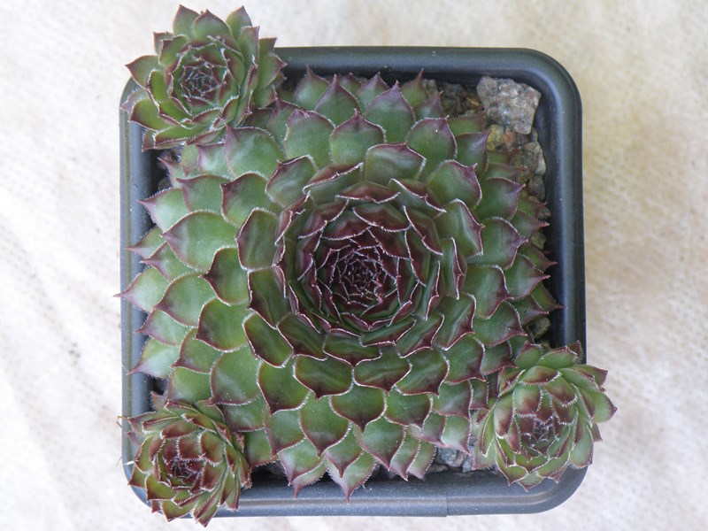 tectorum var. tectorum (triste)