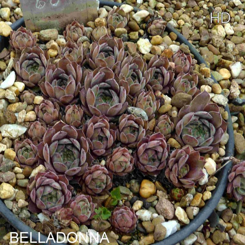 Belladonna