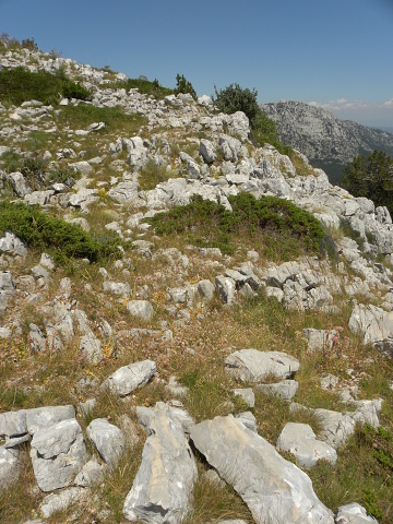 marmoreum ssp. marmoreum (dinaricum) from Orjensko sedlo
