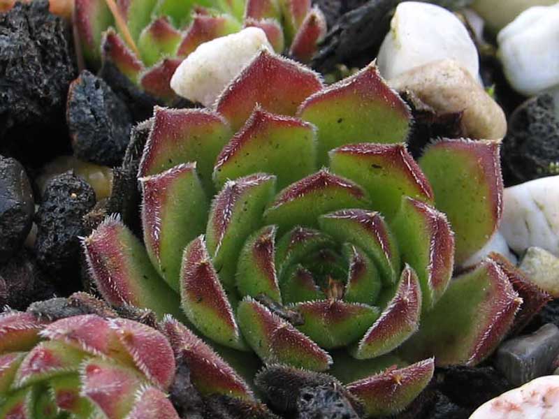 transcaucasicum