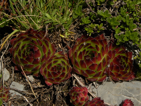 marmoreum ssp. marmoreum from Kom Vasojevićki (Abhang)