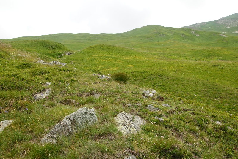 marmoreum ssp. reginae-amaliae (macedonicum) from Belandža