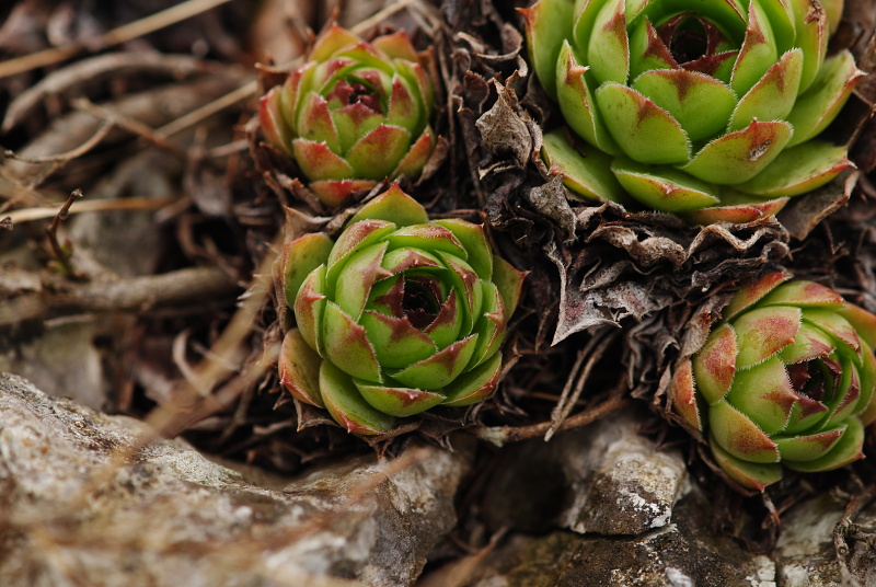 tectorum var. tectorum from Dol Lisična