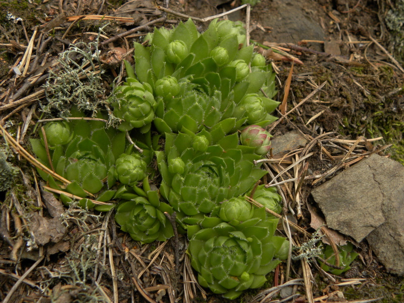 globiferum ssp. globiferum from Bezdružice