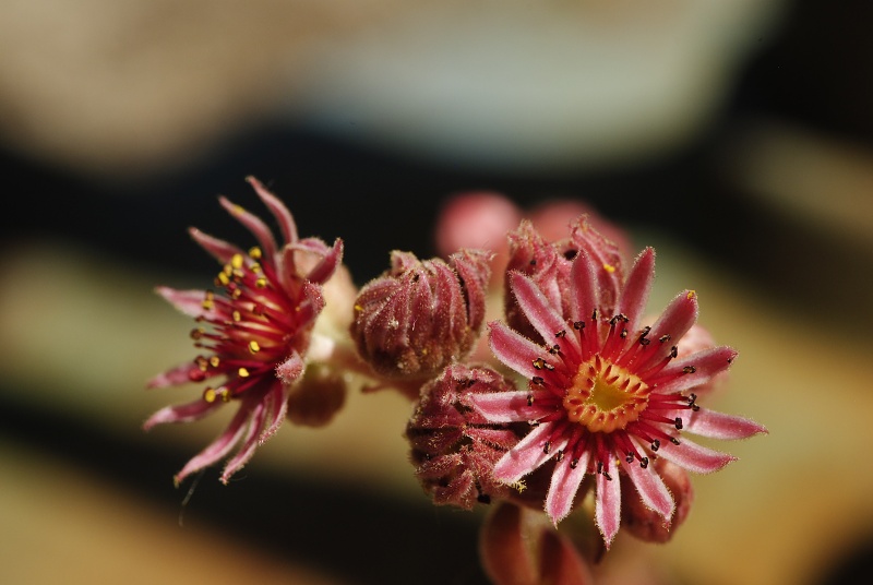 marmoreum ssp. reginae-amaliae (macedonicum) from Golem Korab, O