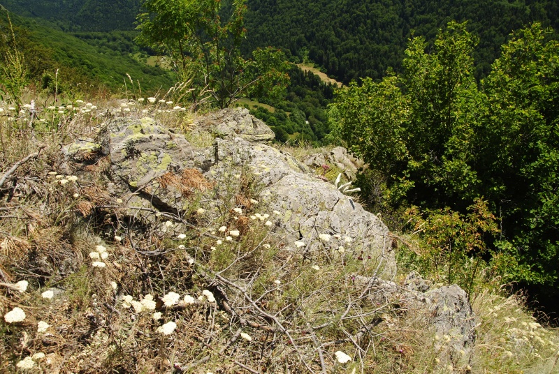 marmoreum ssp. erythraeum from Dalgia Rid, unten