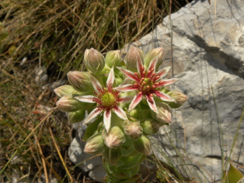 marmoreum ssp. marmoreum (dinaricum) from Orjensko sedlo