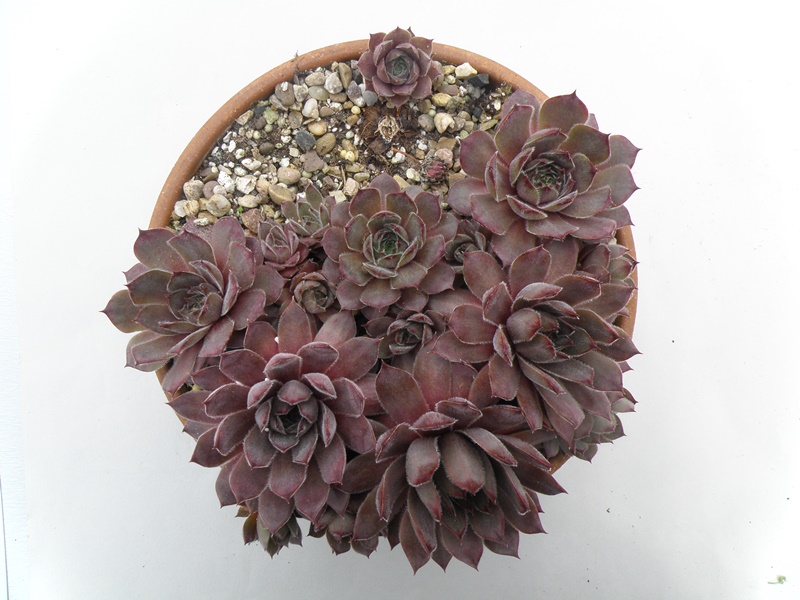 Belladonna