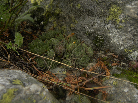marmoreum ssp. erythraeum from Suchoto ezero