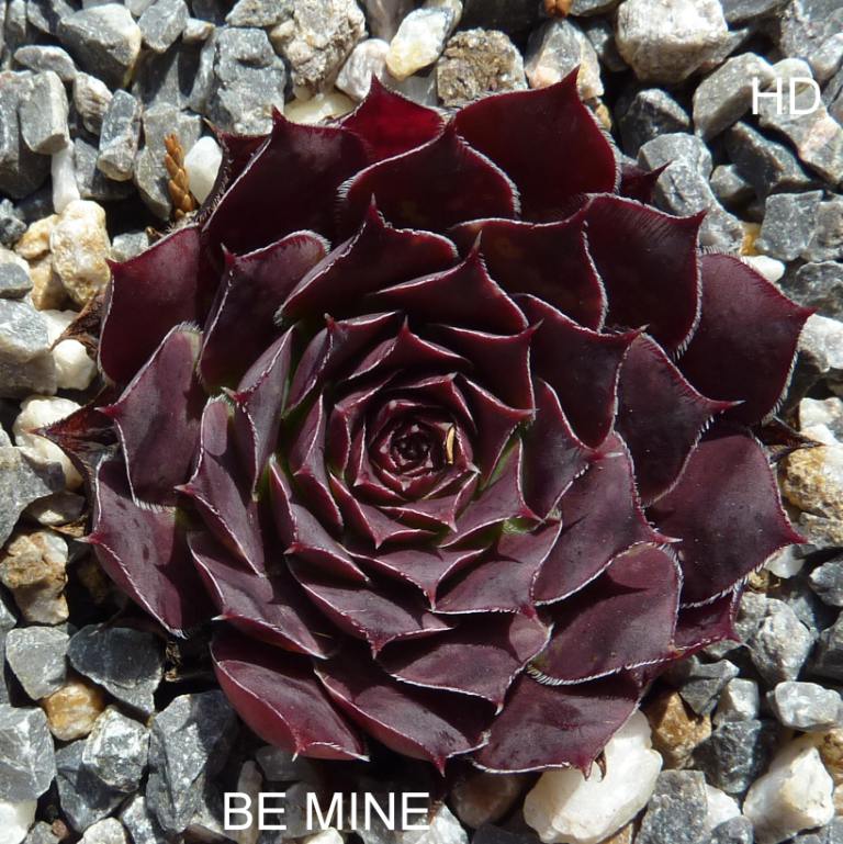 Be Mine / Jovi