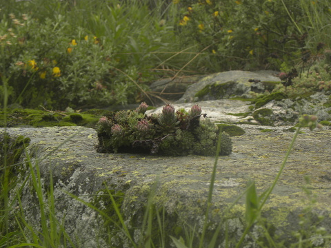 marmoreum ssp. erythraeum from Suchoto ezero