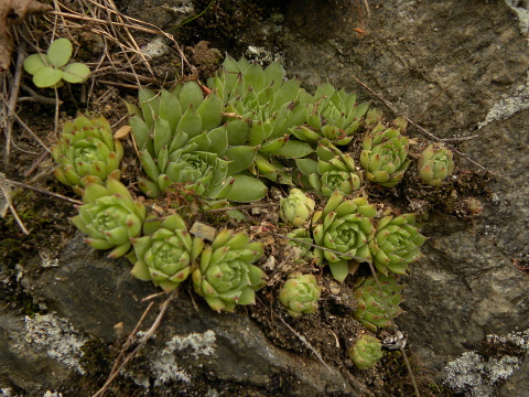 tectorum var. tectorum from Bethmale