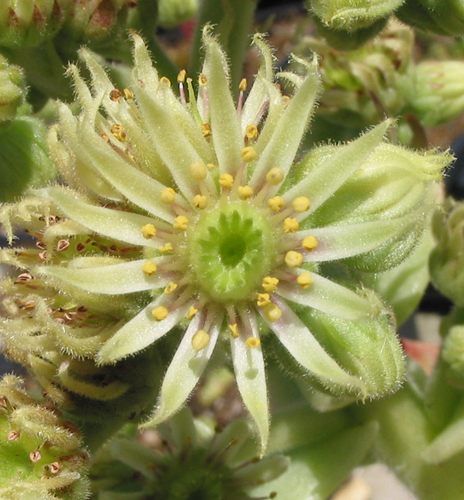 transcaucasicum