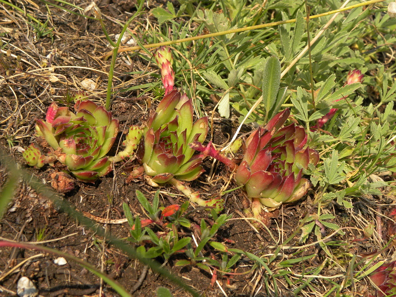 marmoreum ssp. marmoreum from Ćurovac, Aussicht
