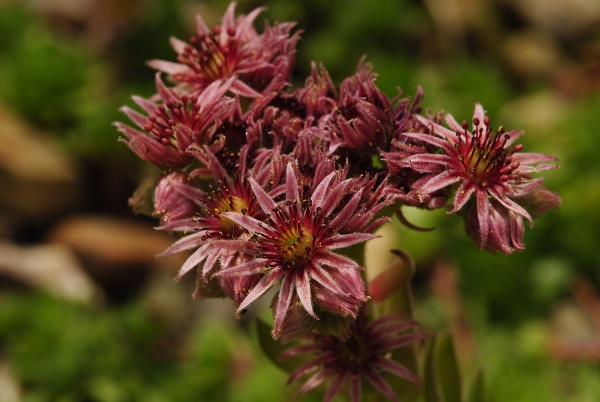 marmoreum ssp. reginae-amaliae (macedonicum) from Stogovo planina