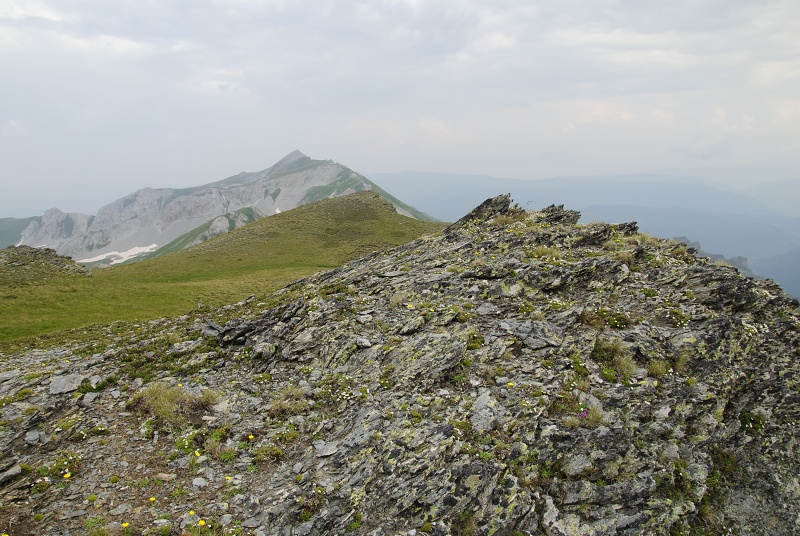 marmoreum ssp. reginae-amaliae (macedonicum) cf. from Golem Korab, Abhang