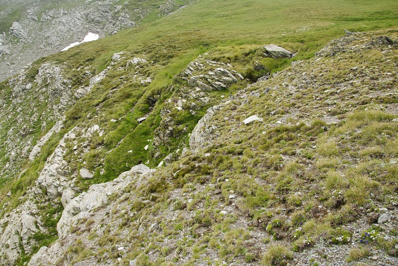 marmoreum ssp. reginae-amaliae (macedonicum) cf. from Golem Korab, Abhang