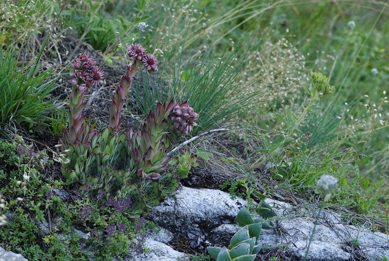marmoreum ssp. marm. (assimile) cf. from Izvidnica, östl. Abhang 2