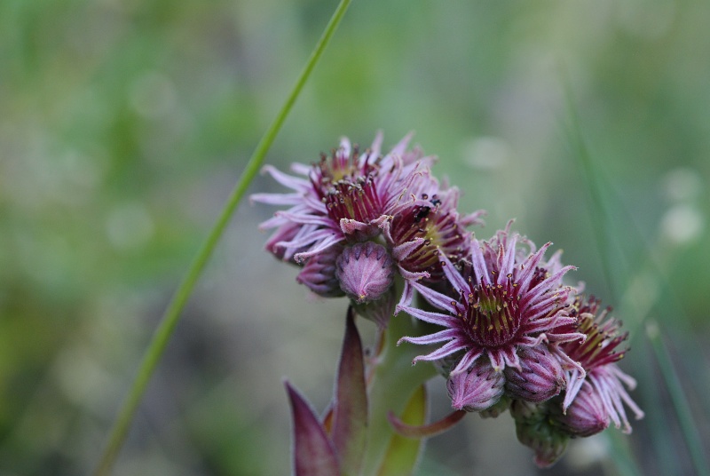 marmoreum ssp. marm. (assimile) cf. from Izvidnica, östl. Abhang 2