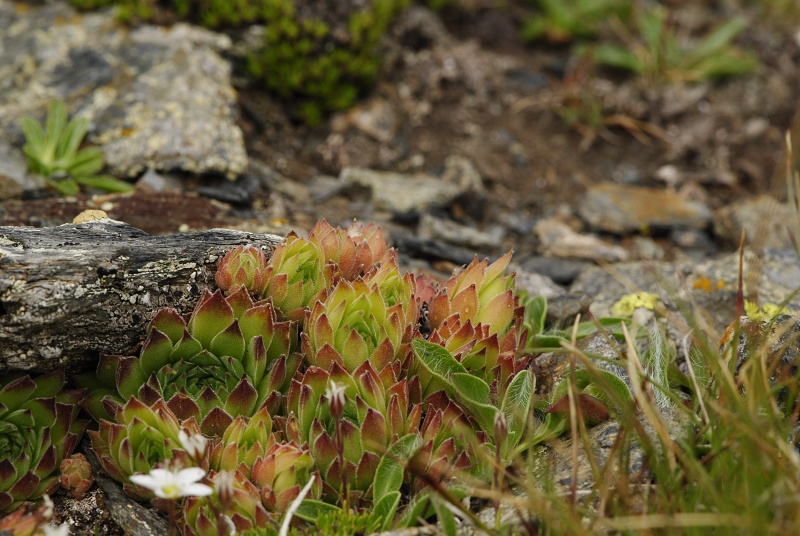marmoreum ssp. reginae-amaliae (macedonicum) cf. from Golem Korab, Abhang