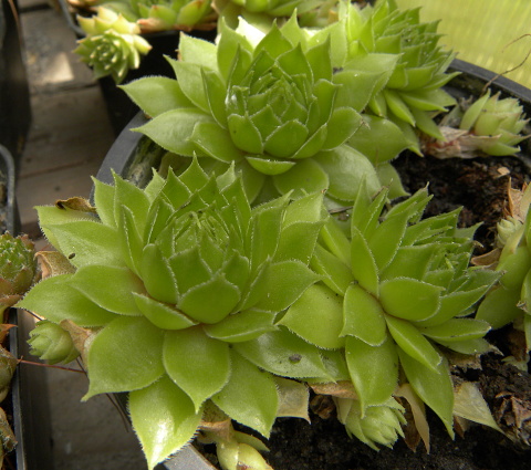 tectorum var. tectorum (andreanum) from Torreta de Cadí