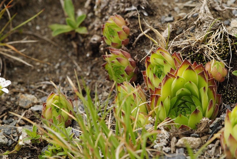marmoreum ssp. reginae-amaliae (macedonicum) cf. from Golem Korab, Abhang