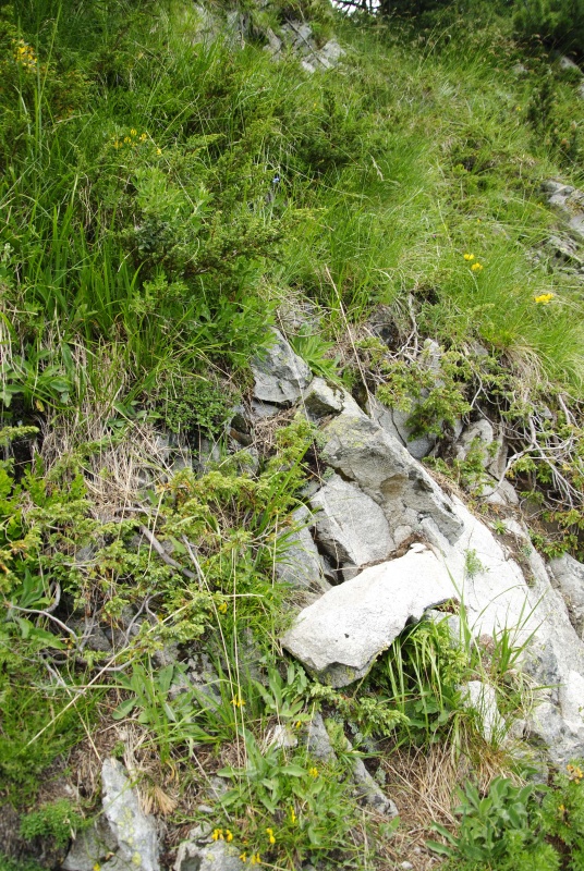 marmoreum ssp. erythraeum from Vihren, O Abhang
