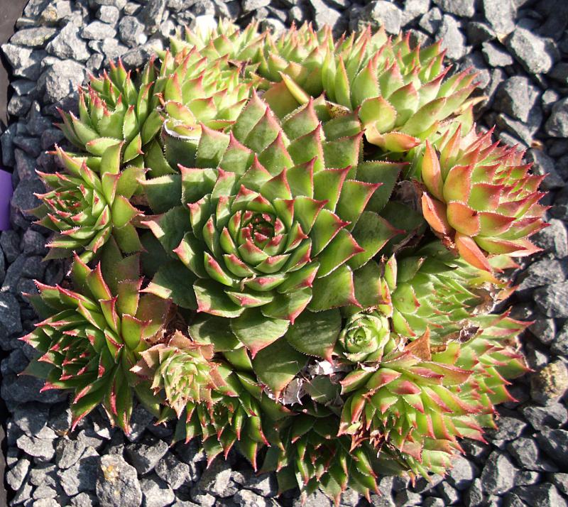 tectorum var. tectorum (triste)