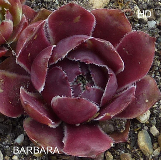Barbara