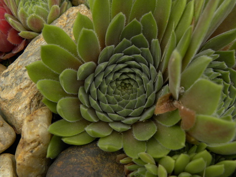 marmoreum ssp. erythraeum from Suchoto ezero