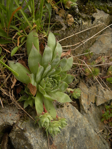 tectorum var. tectorum from Bethmale