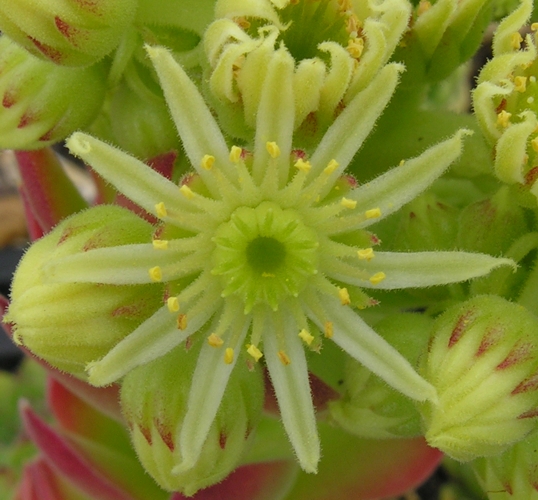 transcaucasicum