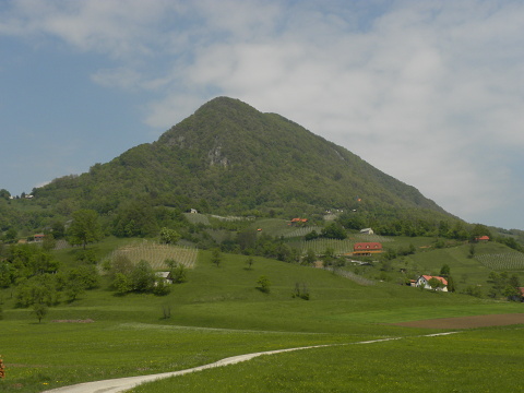 wulfenii ssp. juvanii from Donačka gora