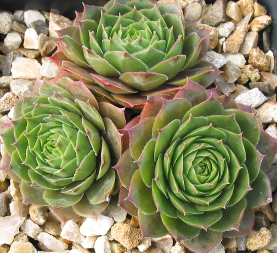 tectorum var. tectorum (boissieri)