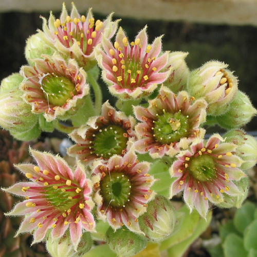 montanum ssp. burnatii