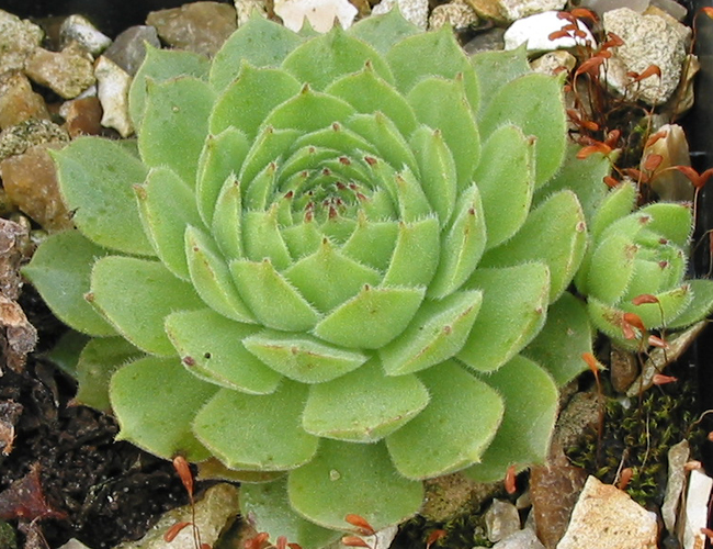 montanum ssp. burnatii