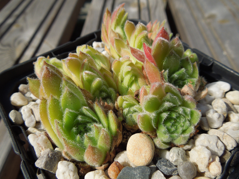 Candida