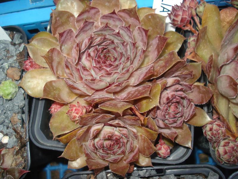 Caracallia