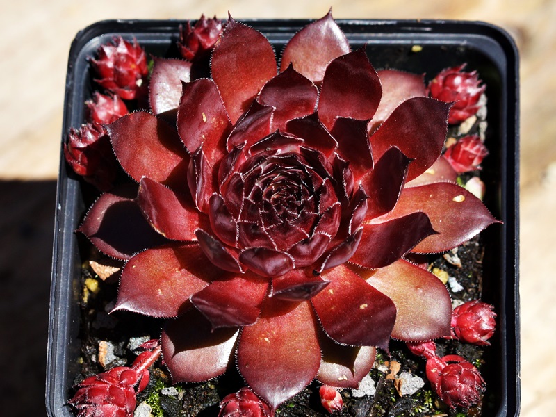 Caracallia