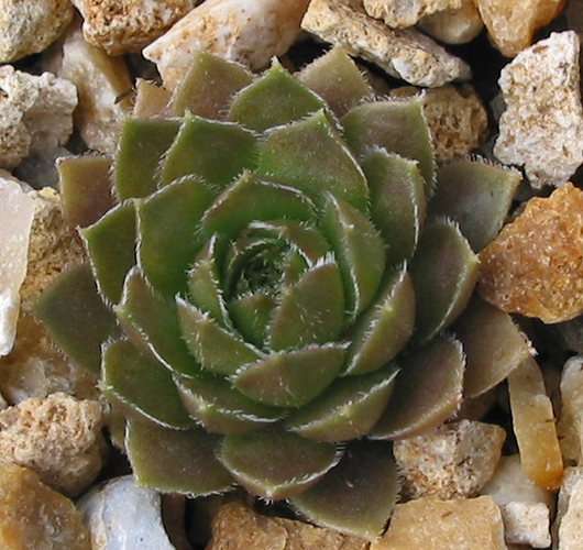 Caramel