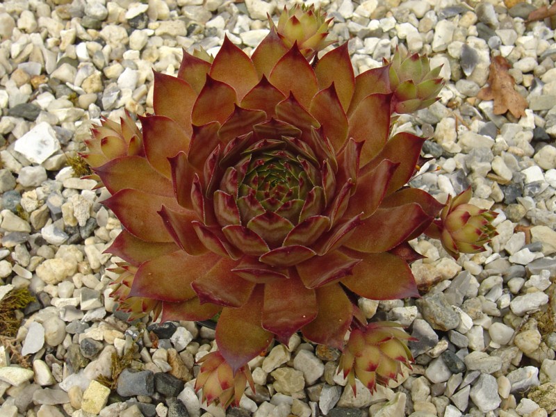 Caramel Cluster