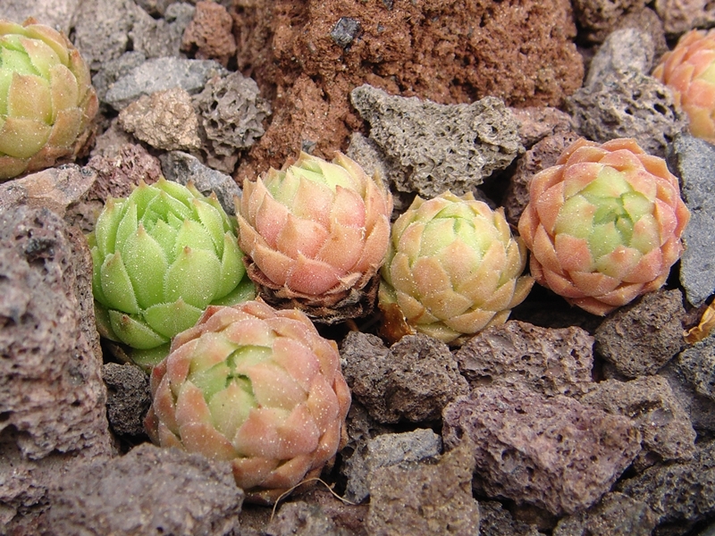 marmoreum ssp. reginae-amaliae