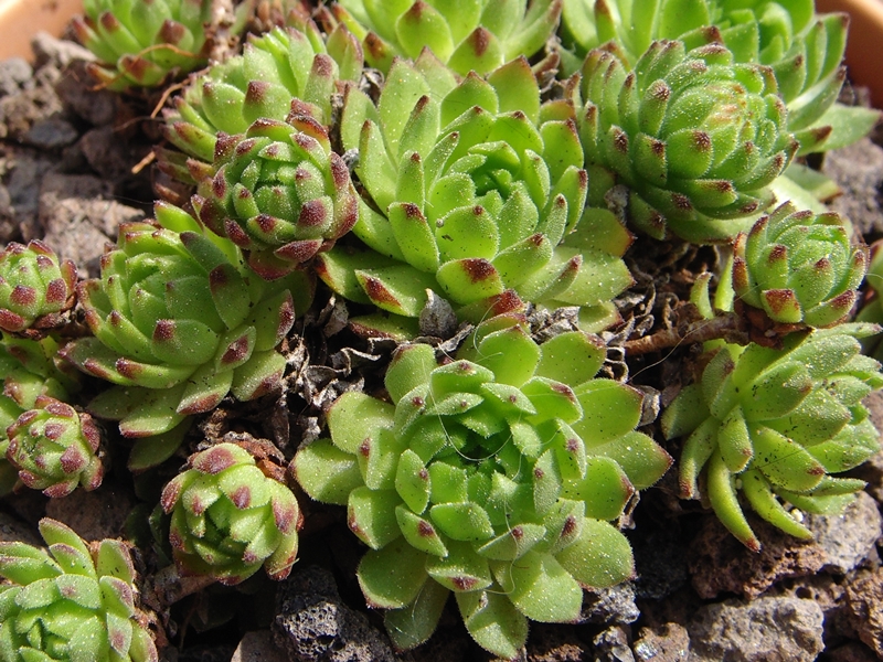 montanum