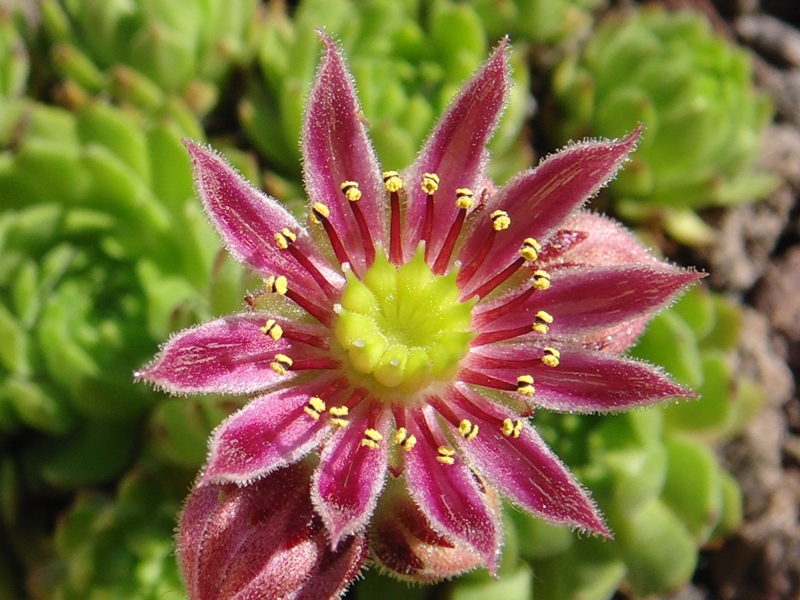 montanum