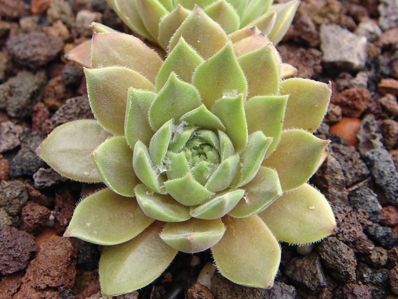 marmoreum ssp. erythraeum from Yondol